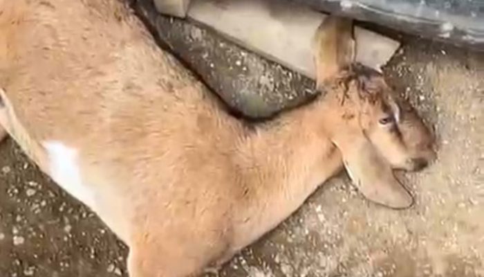 Diduga Ditembak Oknum TNI, Kambing Warga Larompong Tewas dengan Luka Peluru