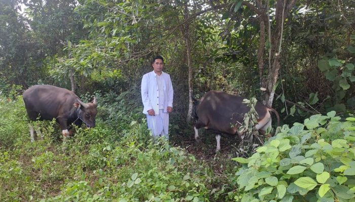 PT Bumi Mineral Sulawesi Salurkan Hewan Kurban di Luwu dan Palopo, Bagikan Berkah Idul Adha 1446 H