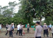 Pemanfaatan Lahan Tidur untuk Ketahanan Pangan: Penanaman Jagung Serentak di Desa Seppong