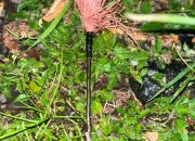 Polisi Lepas Terduga Pelaku Bom Molotov, Kepala Desa Padangkalua Kembali Diteror