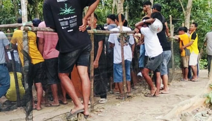 Judi Sabung Ayam di Suli Disinyalir Lolos dari Jerat Hukum, Aktivitas Berlangsung Terbuka