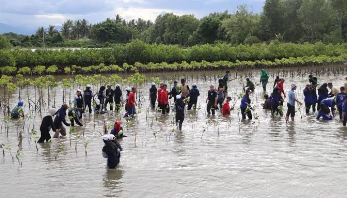 Tak Sekadar Tanam, 5.000 Mangrove Bertahan, PT MDA Perkuat Ketahanan Pesisir Luwu