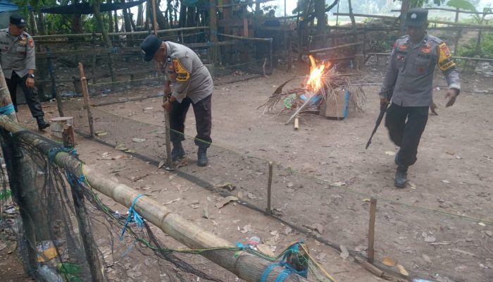 Sehari Digerebek, Besok Beroperasi Lagi: Judi Sabung Ayam di Luwu Bikin Warga Geram