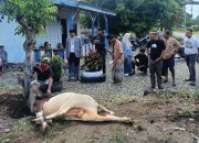 Warga Desa Lengkong Terima Bantuan Sapi Kurban dari PT BMS