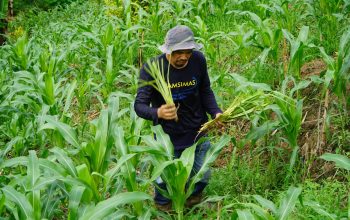 PT Masmindo Gandeng Warga Bonelemo Cegah Erosi Lewat “Revolusi Sebatang Setaria Splendida