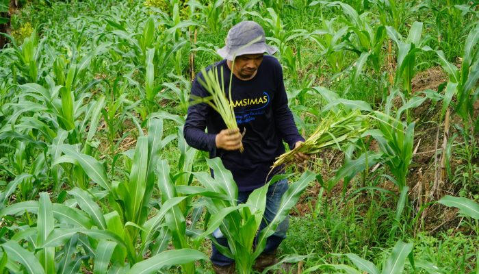 PT Masmindo Gandeng Warga Bonelemo Cegah Erosi Lewat “Revolusi Sebatang Setaria Splendida