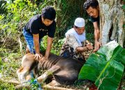 PT BMS Salurkan Dua Sapi Kurban Bagi Warga Desa Bukit Harapan