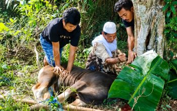 PT BMS Salurkan Dua Sapi Kurban Bagi Warga Desa Bukit Harapan