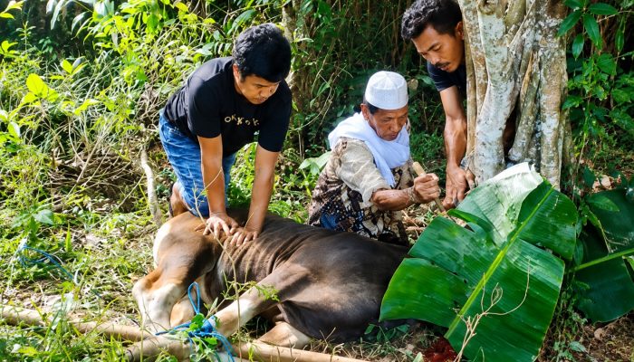 PT BMS Salurkan Dua Sapi Kurban Bagi Warga Desa Bukit Harapan