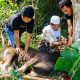 PT BMS Salurkan Dua Sapi Kurban Bagi Warga Desa Bukit Harapan